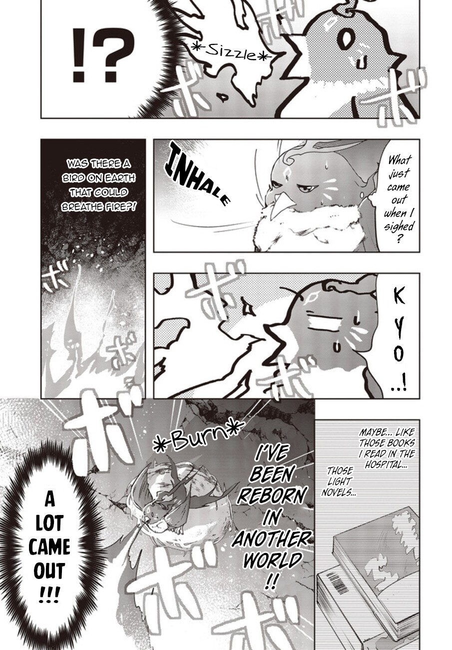 Reborn as a Phoenix: A Normal Bird Can’t Beat a Dragon, Right? Chapter 2 - Page 16